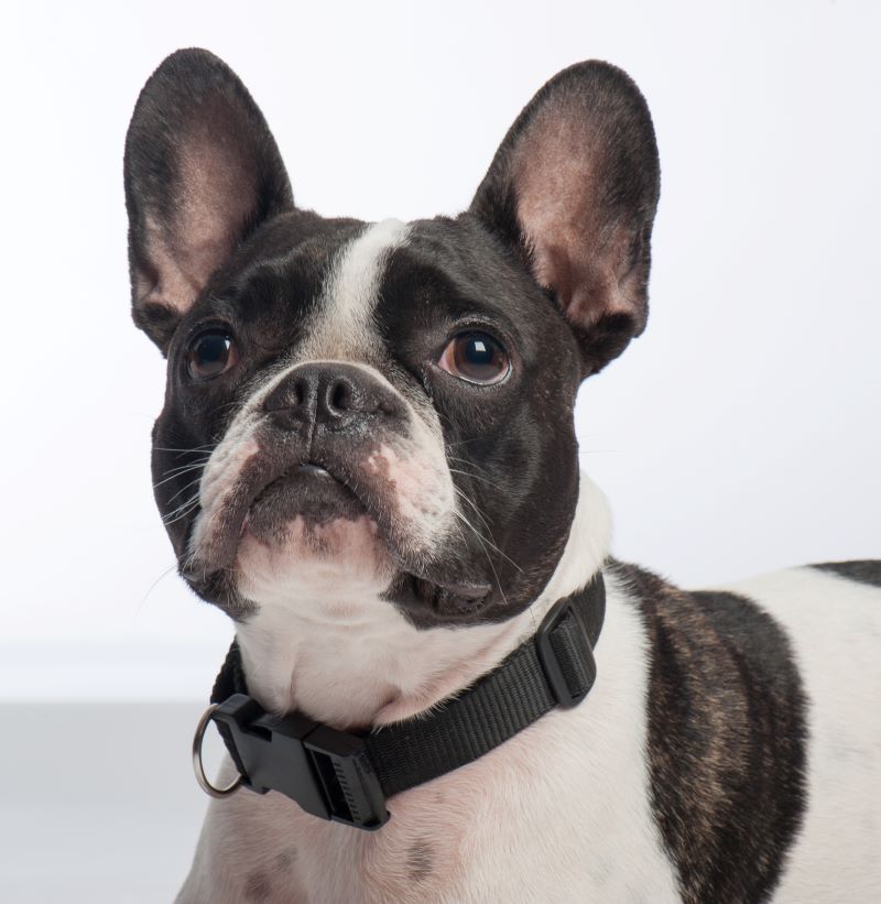 French bulldog store cross jack russell